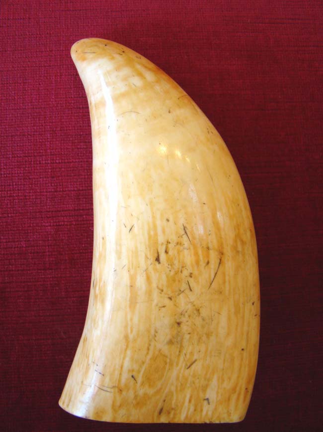 A fine and large Scrimshaw Whale's tooth circa 1850 — image 2